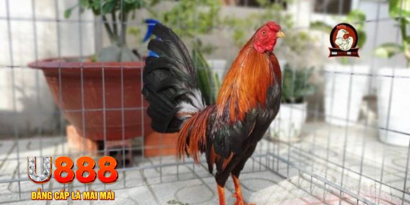 jili slot casino máy tính